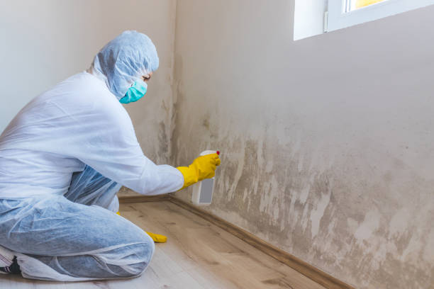 Licensed Black Mold Remediation service in Rocky Mount, VA - 24 Hour Mold Removal