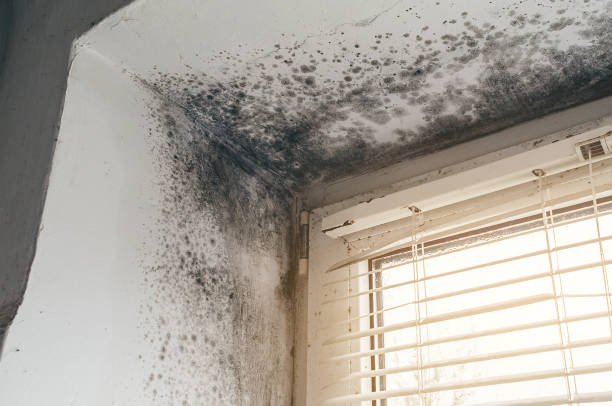 Affordable Black Mold Remediation solutions in Rocky Mount, VA