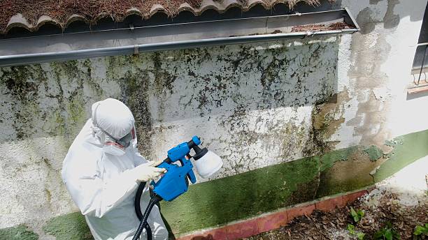 Top rated local Black Mold Remediation specialists in Rocky Mount, VA
